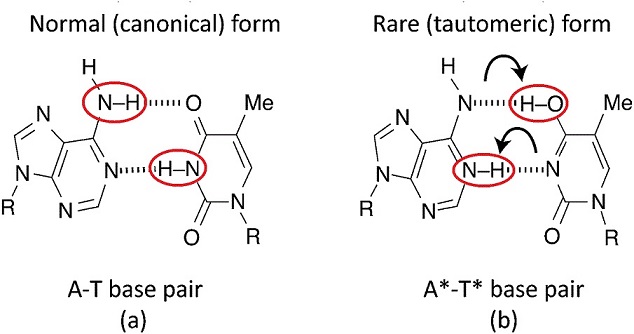 standard and rare forms of nucleobases A-T. - kopie