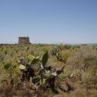 Cactusveld en Torre de San José, Tabarca