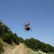 Trizónia. Veel spinnenwebben op ons pad met joekels van spinnen erin