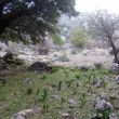 Dit bolgewas schiet overal op Kreta op. Een hyacintensoort?