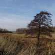 Biesbosch met de Nieuwe Merwede op de achtergrond. Welke boom is dit?