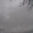 Luid snaterend vliegen formaties ganzen boven de rivier tegenwinds naar het westen
