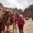 Kamelen voor toeristen in Petra