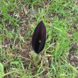 Een ons onbekende, bijna zwarte bloem in Bet Gemal