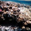 School blauwe visjes bij het Tawila koraalrif