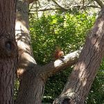 eekhoorntje in Tresco Abbey Garden.