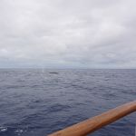 Walvissen te zien! een Gewone Vinvis in de Drake Passage.