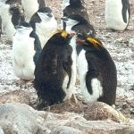 Fort Point op Greenwich eiland. Twee macaroni-pinguïns. (foto: Wim Hochepied)
