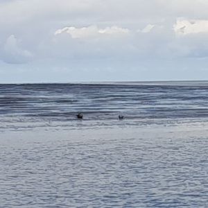Bij Kornwerderzand zien we twee zeehonden op de plaat naast De Boontjesgeul.