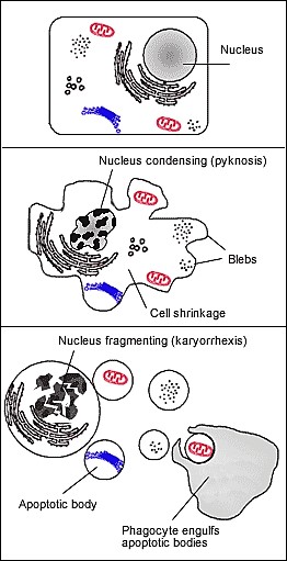 Apoptosis (2)