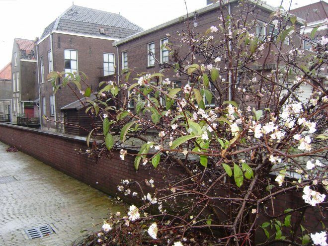 Een bloeiende Weigelia aan de Schuttersgracht in Gorcum