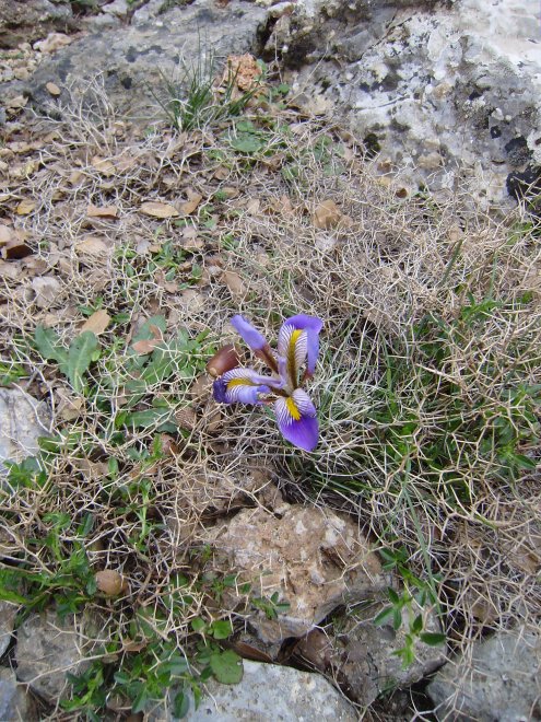 Een van de drie bloeiende irissen langs het pad. Eind december! Welke soort is het toch?