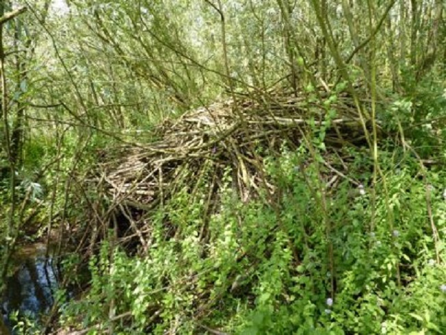 De beverburcht in natuurgebied De Struikwaard