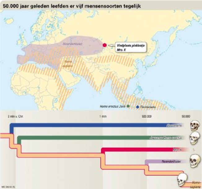 Vijftigduizend jaar geleden leefden er vijf mensensoorten op de aarde. Bij de mogelijk nieuwe soort Mrs. X staat geen schedel, want die is nog niet gevonden (bron NRC/Handelsblad)