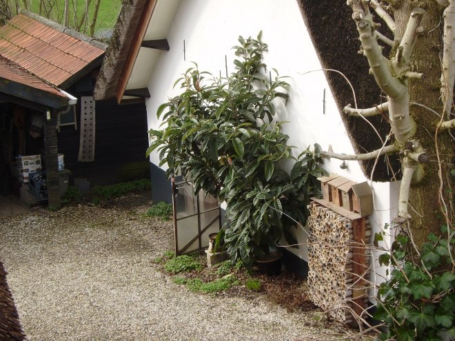 Een Nispero, Japanse wolmispel, tegen een muur beneden aan de Maasdijk in Veen