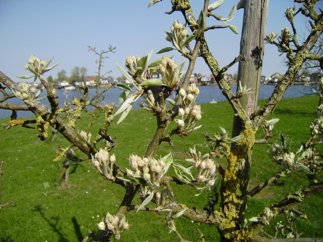De appelboompjes voor ons huisje lopen nu snel uit