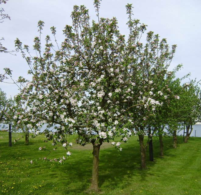 Bloeiende perenbomen voor ons huisje in Veen.