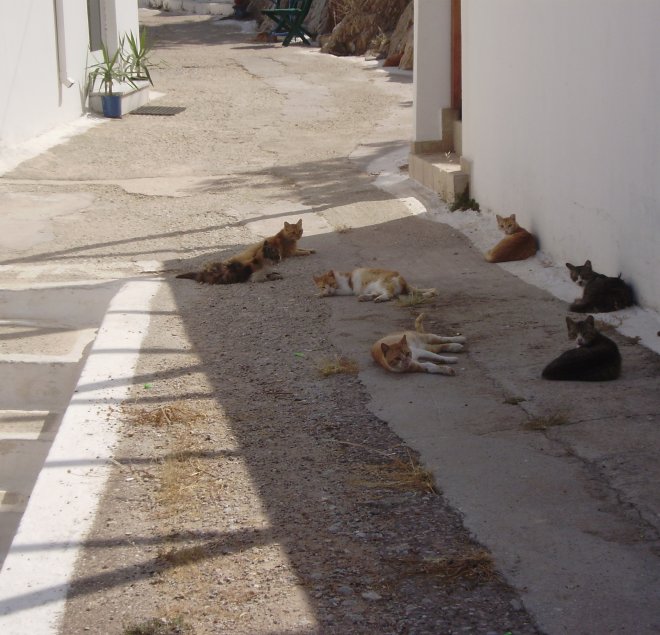 Een brigade zwerfkatten houdt de wacht bij de achterdeur van het supermarktje naast de kade