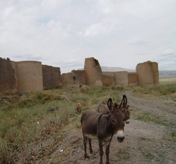 Ezeltjes bij de stadsmuren van de middeleeuwse stad Ani