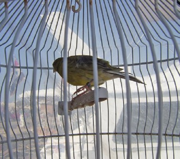 Lord Byron is na de logeerpartij op het havenkantoor en de korte ruiperiode weer helemaal de oude