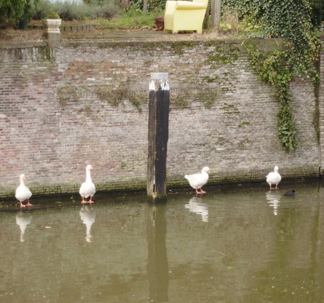 De bewoners aan de overkant van de Lingehaven