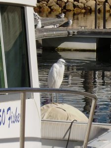 Kleine Zilverreiger. In onze haven leven er een paar.