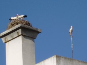 Drie ooievaars op een leeg gebouw naast de haven. Let op: de derde zit rechts op het puntje van een mast