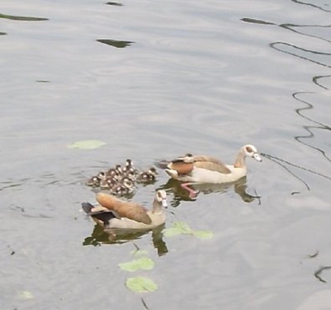 Uit het raam zien we een gezin van Nijlganzen in de Lingehaven