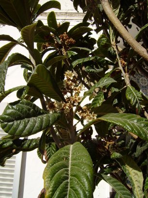 Uitgebloeide bloesem van de foute kathedraalboom