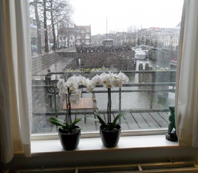 Achter de geraniums, pardon, de orchideeën. Het is vandaag hondenweer.