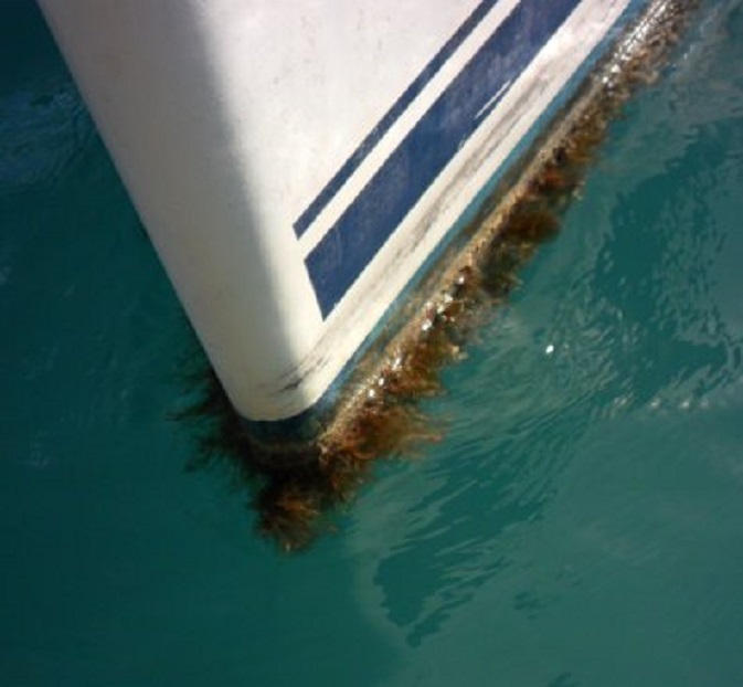 Aangroei onder de boeg van Dulce