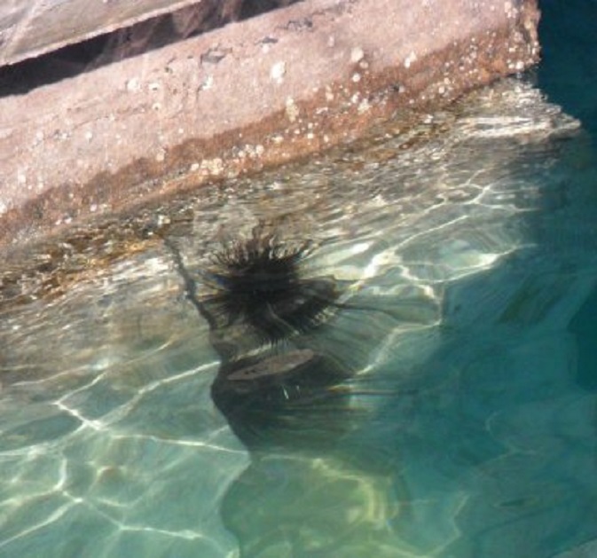 Een zeeëgel op de betonnen fundering van de steiger bij onze boot