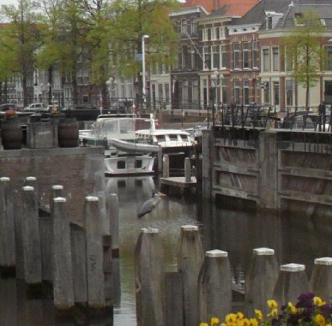 Spiedende reiger op dukdalf