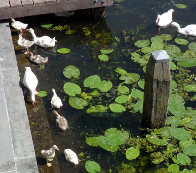Ganzen met hun jongen in de haven beneden ons huis.