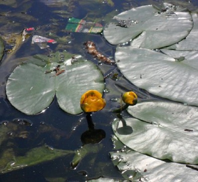 Gele plompebloem tussen het vuil in de haven onder ons appartement