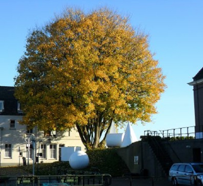 De grote esdoorn over de sluis was vorige week in één dag geel