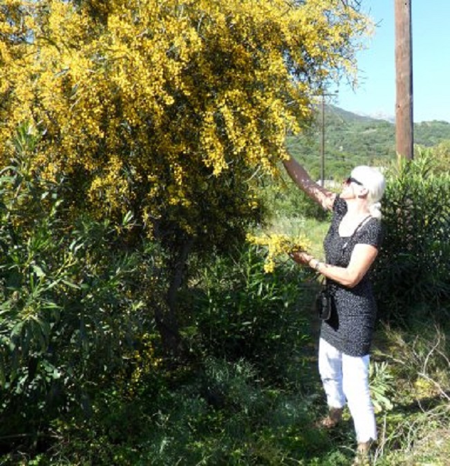 Ans plukt bloeiende mimosa voor op de kajuittafel