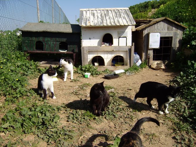 Het asiel voor zwerfkatten aan de overkant van de boulevard, voorbij de jachtwerf van Sopromar, opgezet door een Engelse dame