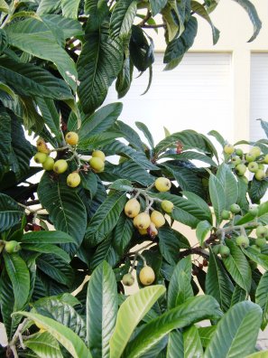 Loquats aan een Japanse wolmispel in de buurt
