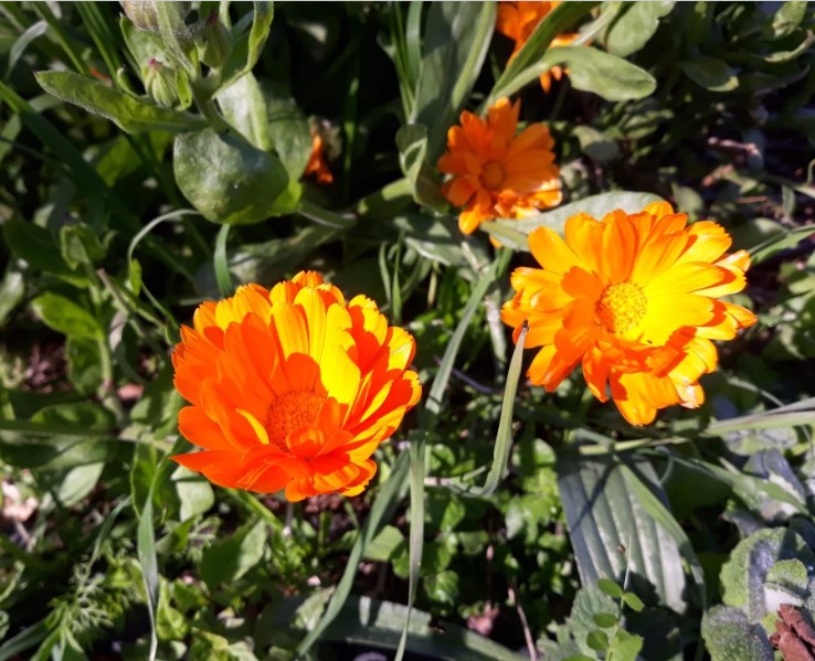 Goudsbloemen bloeien in begin januari 2014