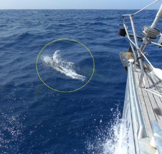 Het lukt zelden om dolfijnen goed in beeld te krijgen. In de gele cirkel springt er in elk geval eentje