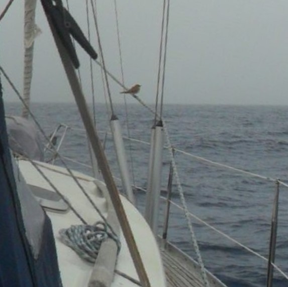 We bieden opvang aan een vluchteling-vogeltje van Sardinië