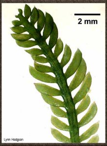 Caulerpa taxifolia, ook wel Killer-alg genoemd