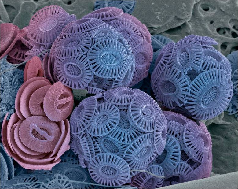 Ook een alg als Emiliania huxleyi heeft een kalkskelet en ondervindt last van stijgende CO2-gehalten.
