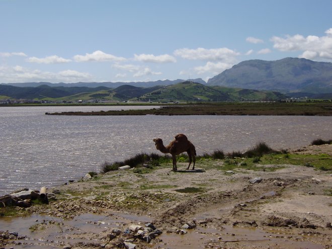 Dromedaris bij de Oued Smir, een lagune met moerassen met de status van vogelreservaat, direct naast een snelweg