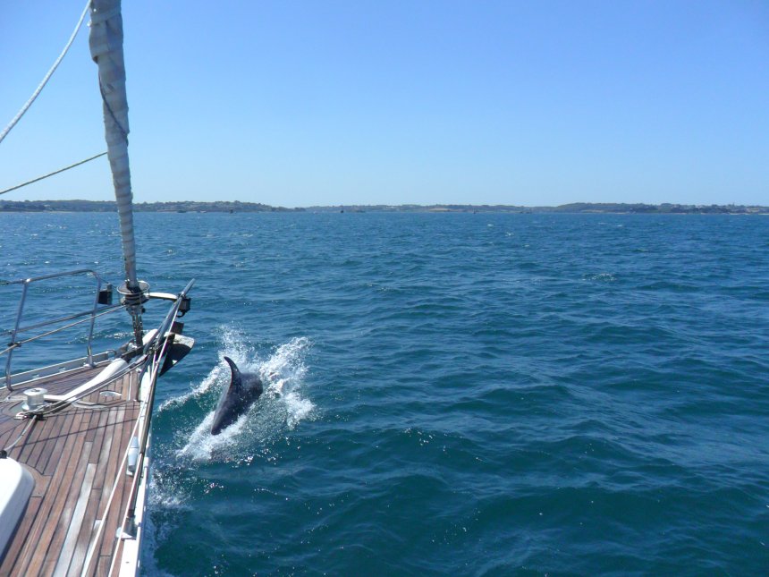 Dolfijnen om de boeg in de aanloop van Treguier.