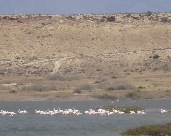 Tóch gevonden: flamingo´s in het natuurgebied Las Entinas, noordelijk van de jachthaven en de leegstaande toeristenresorts van Almérimar.