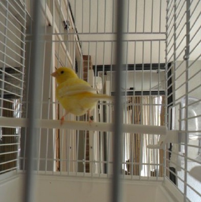 Sir Geldof I raakt al op zijn gemak in zijn kooi