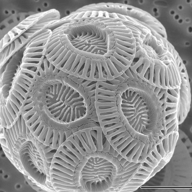 Electronemicroscopische opname van de kalkplaatjes bij een Coccolithofoor