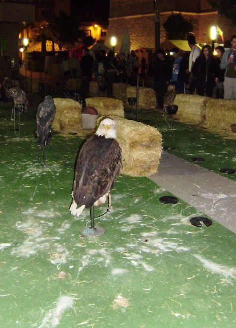 Vermoedelijk een Amerikaanse zeeadelaar op de uitheemse markt in Santa Pola. Hij trok veel bekijks.